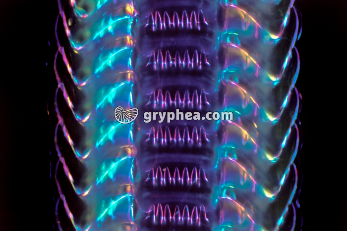 Radula Bulôt FN x40 - gryphea.com